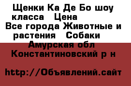 Щенки Ка Де Бо шоу класса › Цена ­ 60 000 - Все города Животные и растения » Собаки   . Амурская обл.,Константиновский р-н